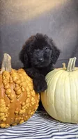 Buddy, a male Goldendoodle for sale in Ocala, FL – 8 of 9