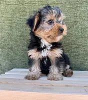 Buster, a male Yorkshire Terrier for sale in Orlando, FL – 2 of 7