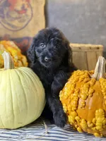 Cooper, a male Goldendoodle for sale in Ocala, FL – 7 of 7
