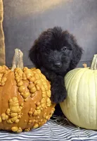 Buddy, a male Goldendoodle for sale in Ocala, FL – 3 of 9