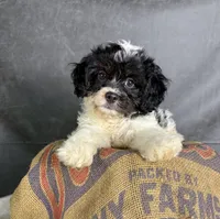Patches, a male Cavapoo for sale in Orlando, FL – 2 of 7