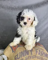 Fiona, a female Cavapoo for sale in Orlando, FL – 8 of 10
