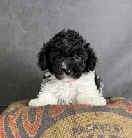 Boots, a male Maltipoo for sale in Orlando, FL – 7 of 10