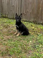 German Shepherd Boys, a male German Shepherd Dog for sale in Orlando, FL – Photo 3 of 4