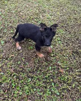 German Shepherd Boys, a male German Shepherd Dog for sale in Orlando, FL – Photo 4 of 4