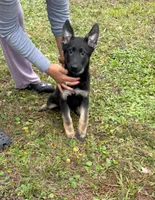 German Shepherd Boys, a male German Shepherd Dog for sale in Orlando, FL – Photo 2 of 4