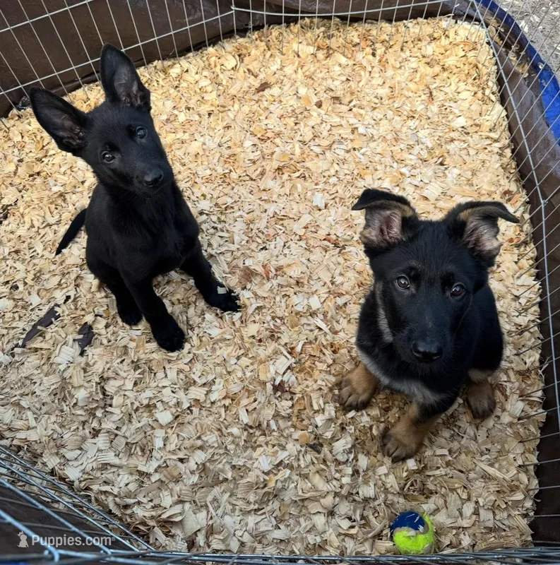 German Shepherd Boys, a male German Shepherd Dog for sale in Orlando, FL – Photo 1 of 4