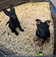 German Shepherd Boys, a male German Shepherd Dog for sale in Orlando, FL – Photo 1 of 4