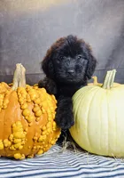 Buddy, a male Goldendoodle for sale in Ocala, FL – 2 of 9