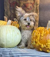 Rosco, a male Yorkshire Terrier for sale in Ocala, FL – 6 of 7
