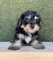 Bernie, a male Yorkshire Terrier for sale in Orlando, FL – 3 of 5