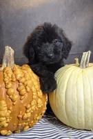 Buddy, a male Goldendoodle for sale in Ocala, FL – 6 of 9