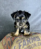 Daisy, a female Yorkshire Terrier for sale in Orlando, FL – 4 of 4