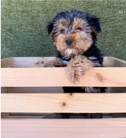 Buster, a male Yorkshire Terrier for sale in Orlando, FL – 7 of 7