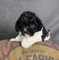 Boots, a male Maltipoo for sale in Orlando, FL – 2 of 10