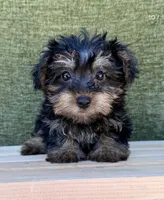 Luna, a female Yorkshire Terrier for sale in Orlando, FL – 4 of 5