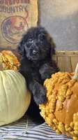 Cooper, a male Goldendoodle for sale in Ocala, FL – 3 of 7