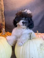 Patches, a male Cavapoo for sale in Ocala, FL – 1 of 7