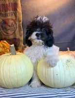 Patches, a male Cavapoo for sale in Ocala, FL – 2 of 7