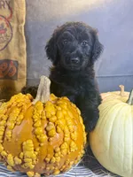 Paisley, a female Goldendoodle for sale in Ocala, FL – 10 of 10