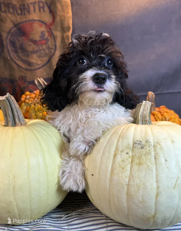 Daniela – Cavapoo puppy for sale in Ocala, FL