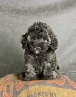 Dusty, a male Maltipoo for sale in Orlando, FL – 6 of 7
