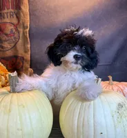 Patches, a male Cavapoo for sale in Ocala, FL – 5 of 7