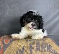 Patches, a male Cavapoo for sale in Orlando, FL – 5 of 7
