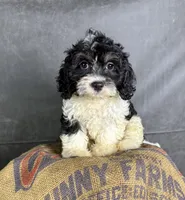 London, a female Cavapoo for sale in Orlando, FL – 3 of 6
