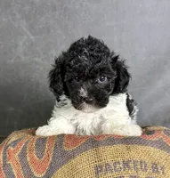 Boots, a male Maltipoo for sale in Orlando, FL – 5 of 10