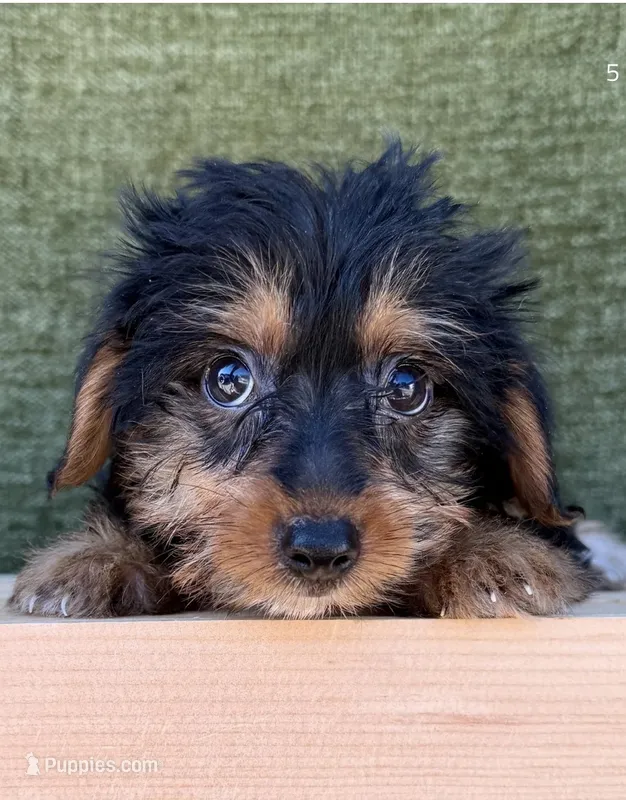 Drake – Yorkshire Terrier puppy for sale in Orlando, FL