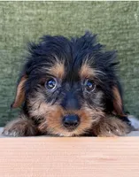 Drake, a male Yorkshire Terrier for sale in Orlando, FL – 1 of 4