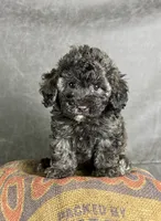 Dusty, a male Maltipoo for sale in Orlando, FL – 2 of 7