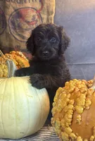 Paisley, a female Goldendoodle for sale in Ocala, FL – 5 of 10