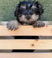 Luna, a female Yorkshire Terrier for sale in Orlando, FL – 3 of 5