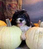 Daniela, a female Cavapoo for sale in Ocala, FL – 5 of 6