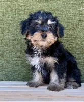 Bernie, a male Yorkshire Terrier for sale in Orlando, FL – 4 of 5