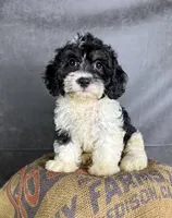 London, a female Cavapoo for sale in Orlando, FL – 1 of 6