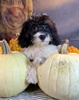 Daniela, a female Cavapoo for sale in Ocala, FL – 6 of 6