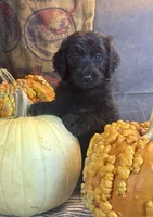 Paisley, a female Goldendoodle for sale in Ocala, FL – 3 of 10