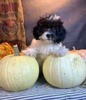 Patches, a male Cavapoo for sale in Ocala, FL – 7 of 7