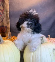 Patches, a male Cavapoo for sale in Ocala, FL – 3 of 7