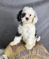 Fiona, a female Cavapoo for sale in Orlando, FL – 9 of 10