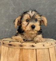 Charley, a male Yorkshire Terrier for sale in Orlando, FL – 5 of 6