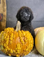 Peaches, a female Goldendoodle for sale in Ocala, FL – 6 of 10
