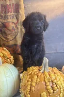 Paisley, a female Goldendoodle for sale in Ocala, FL – 6 of 10