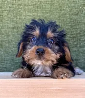 Drake, a male Yorkshire Terrier for sale in Orlando, FL – 2 of 4