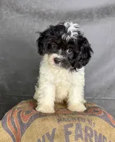 Patches, a male Cavapoo for sale in Orlando, FL – 3 of 7