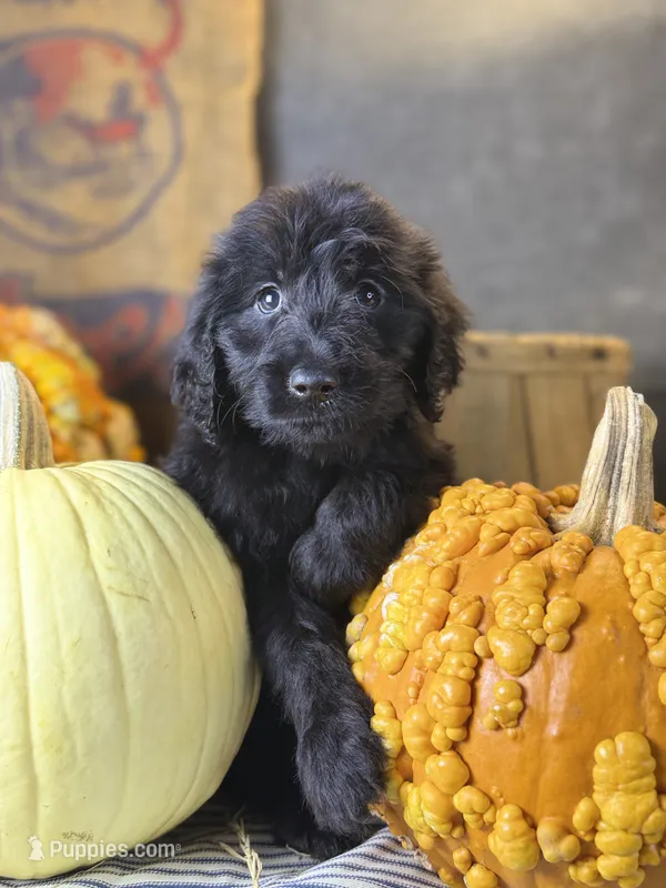 Cooper – Goldendoodle puppy for sale in Ocala, FL