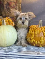 Rosco, a male Yorkshire Terrier for sale in Ocala, FL – 3 of 7